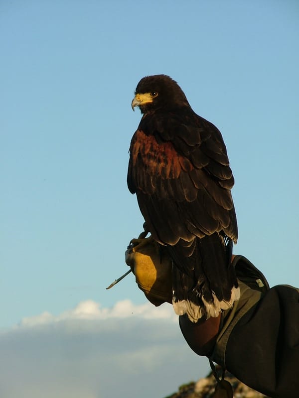 Harris Hawk